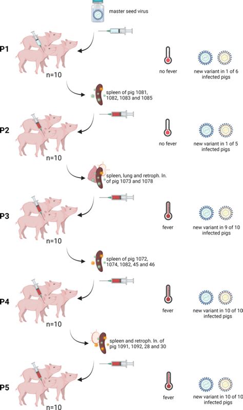 Assessment of African swine fever vaccine candidate ASFV.